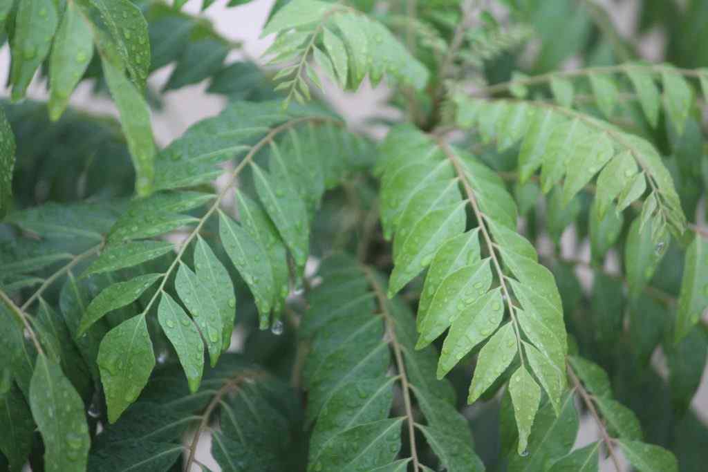 Health Benefits of Curry Leaves