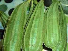 Ridge Gourd - Health Benefits and Nutritional Facts