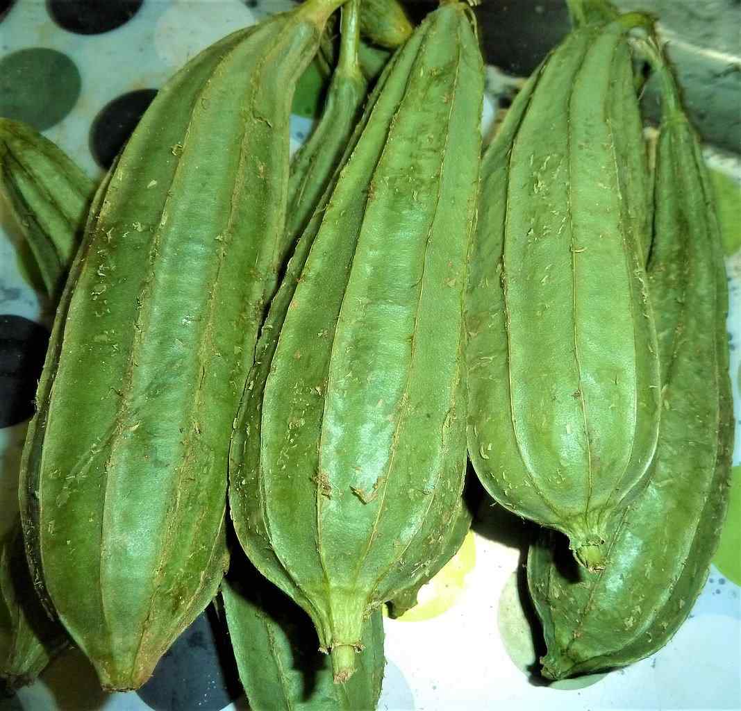 Ridge Gourd In Telugu And English