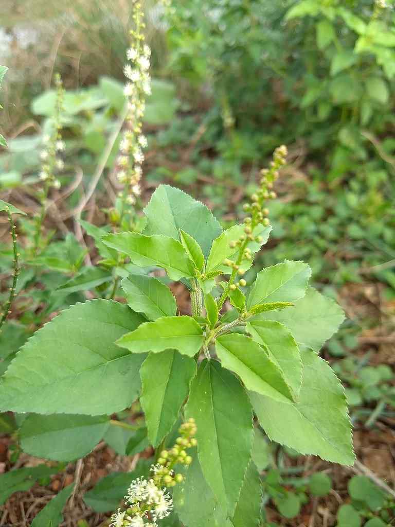 துளசி நன்மைகள் - Tulsi (Holy basil) benefits