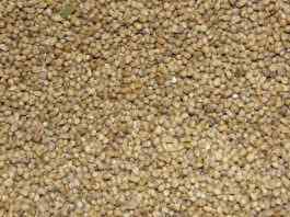 Pearl Millet: Health Benefits and Nutritional Value