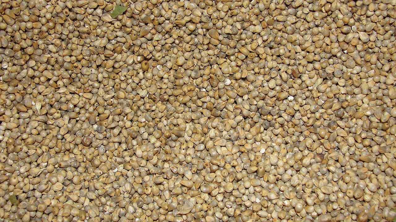 கம்பு நன்மைகள் - Benefits Of Pearl Millet In Tamil