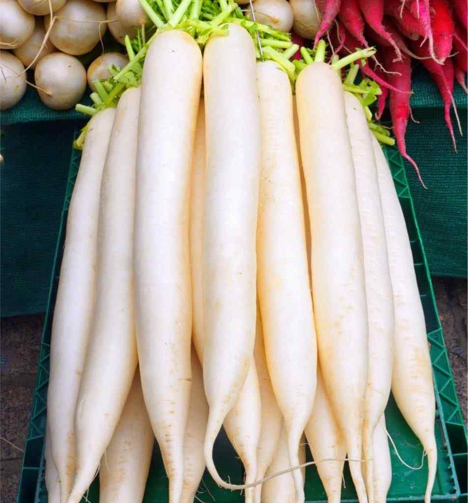 White Radish