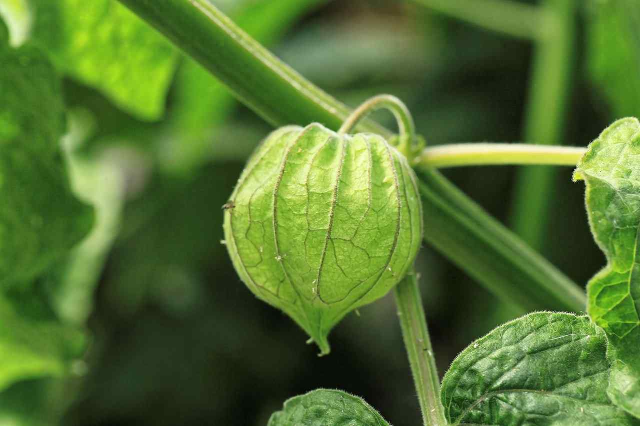 Tomatillo: Health Benefits And Nutrition