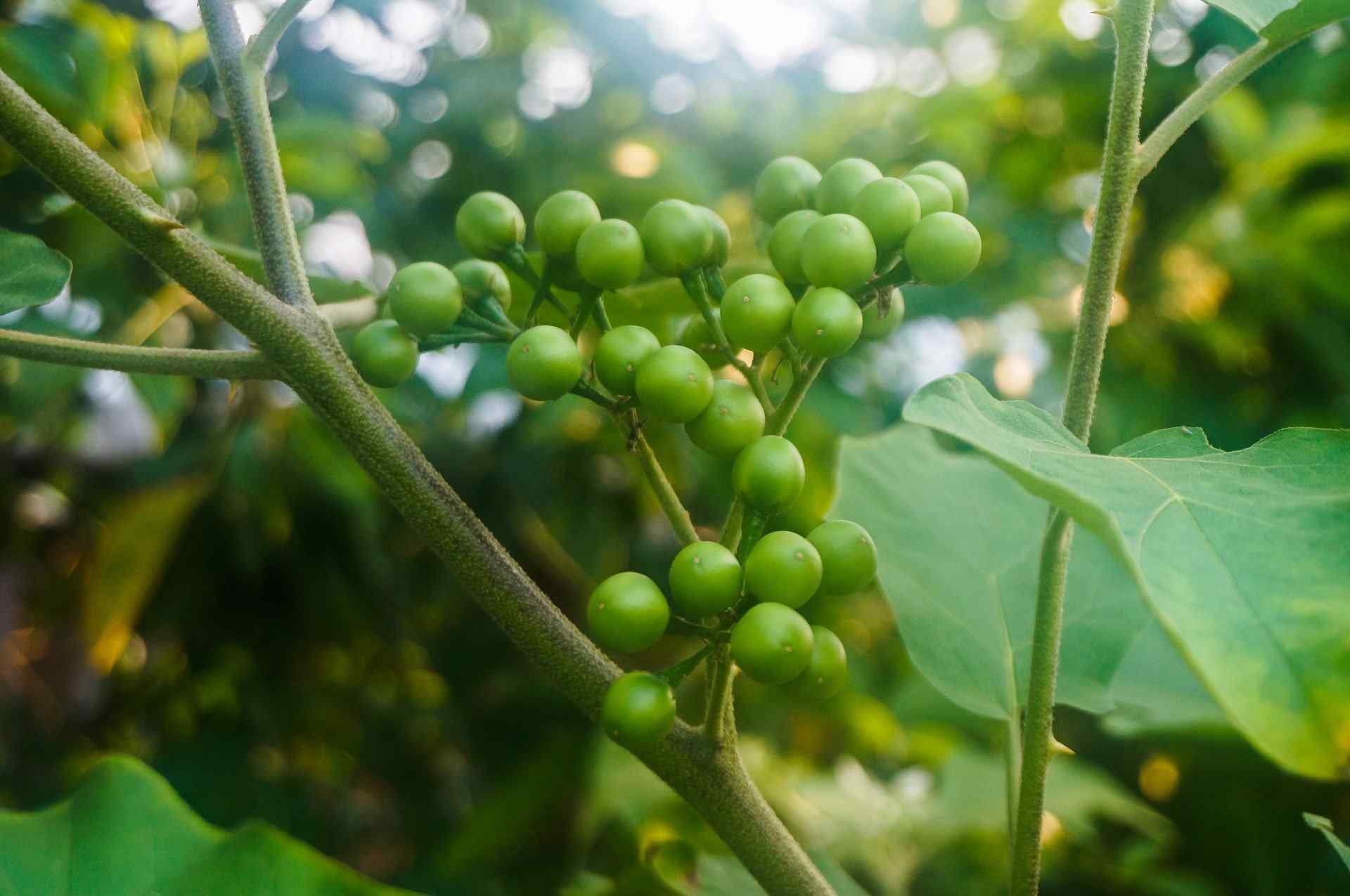 Turkey Berry: 5 Powerful Health Benefits And Nutrition