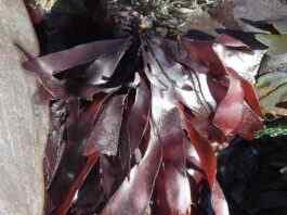 Dulse: Health Benefits And Nutrition