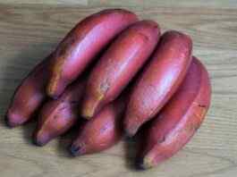 Red banana: Health Benefits and Nutrition