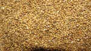 Little millet: Health Benefits And Nutrition Facts